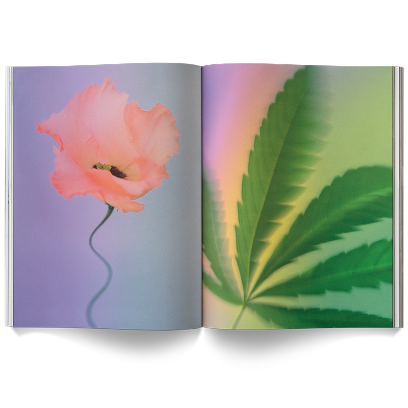 A Weed Is a Flower by Broccoli, view 2